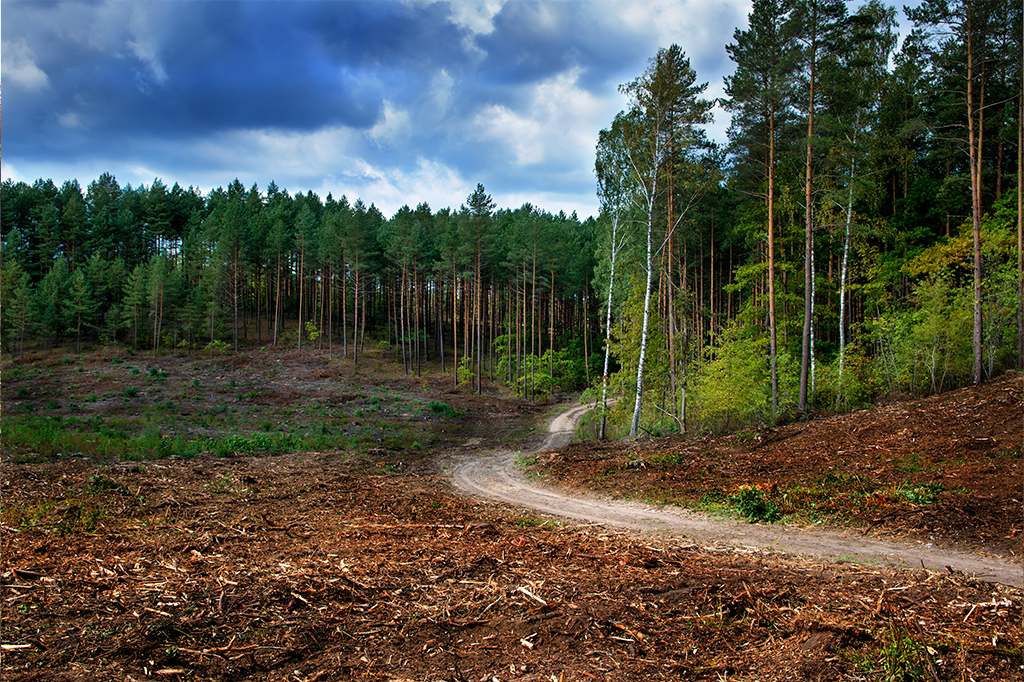 Clearing Land For Commercial Projects